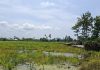 Public Minta Kejaksaan Turunkan Tim Audit Periksa Cetak Sawah di Kabupaten Luwu, PPK: Kami Siap Terima Masukan Sasyarakat Agar Hasil Proyek Beri Manfaat Nyata